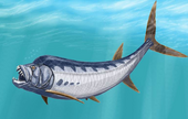 Life restoration of the Cretaceous bony fish Xiphactinus XiphactinusDB cropped.png
