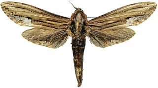 <i>Duomitus</i> Genus of moths