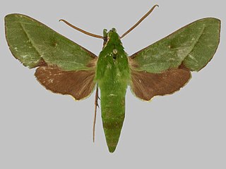 <i>Xylophanes gundlachii</i> Species of moth