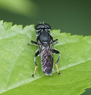 <i>Xylota flavitarsis</i> Species of fly