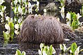 スゲ属の植物群によって形成された谷地坊主(210608)