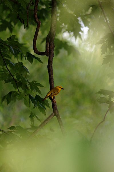 File:Yellow bird on a branch.jpg