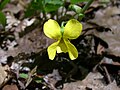 Viola pubescens Yellow violet