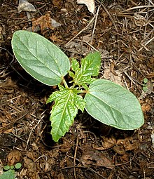 Ung oljeplante (Ricinus communis) med karakteristiske frøblad som ikkje liknar blada til den eldre planten.