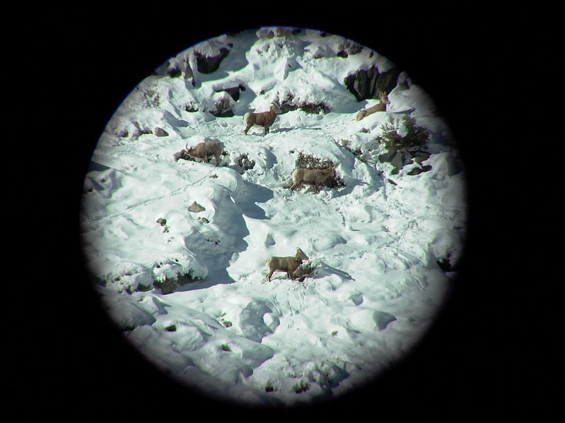 File:Young rams, Pine Creek, 2009 through a spotting scope (5507629312).jpg