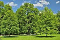 * Nomination An old oak tree (in the center) surrounded by new plantings. Oak petiolate: Elagin Island, Petrogradsky district, St. Petersburg --Александр Байдуков 06:44, 3 June 2021 (UTC) * Promotion  Support Good quality. --Knopik-som 06:47, 3 June 2021 (UTC)
