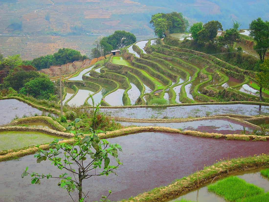 Rizières en terrasse des Hani de Honghe