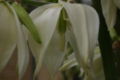 Yucca-filamentosa-flower.JPG