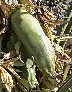 Yucca baccata 7.jpg