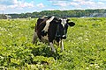 * Nomination Cow in a field, Voronino, Lomonosovsky District, Leningrad Oblast, Russia. By User:Красный --Екатерина Борисова 02:57, 28 May 2024 (UTC) * Promotion  Support OK. --C messier 19:30, 4 June 2024 (UTC)