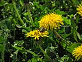 * Nomination: Bee at the dandellion flower in Park of Culture and rest. Kokand, Fergana Region, Uzbekistan. --Красный 07:12, 1 June 2024 (UTC) * * Review needed