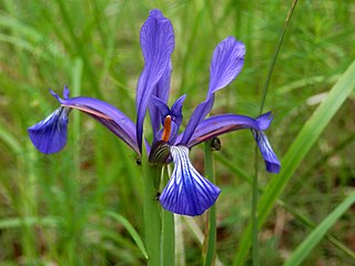 <i>Iris sintenisii</i> Species of flowering plant