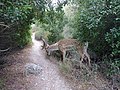 תמונה ממוזערת לגרסה מ־13:45, 6 באוגוסט 2020