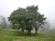 State Tree of Kurdistan