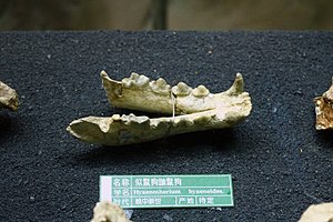 Нижняя челюсть Hyaenotherium hyaeneides