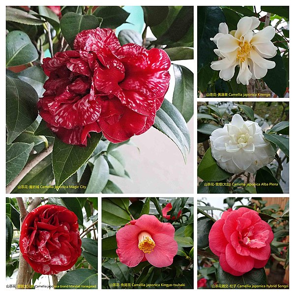 File:山茶花 Camellia japonica cultivars 6 -深圳園博園茶花展 Shenzhen Camellia Show, China- (9237446261).jpg