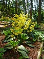 Calanthe striata