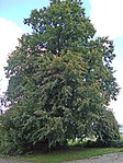 Summer linden (Tilia platyphyllos)