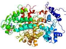 Modèle tridimensionnel de l'enzyme