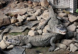 2011 China-Alligator 0491.JPG