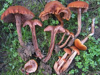 <i>Laccaria proxima</i> Species of fungus