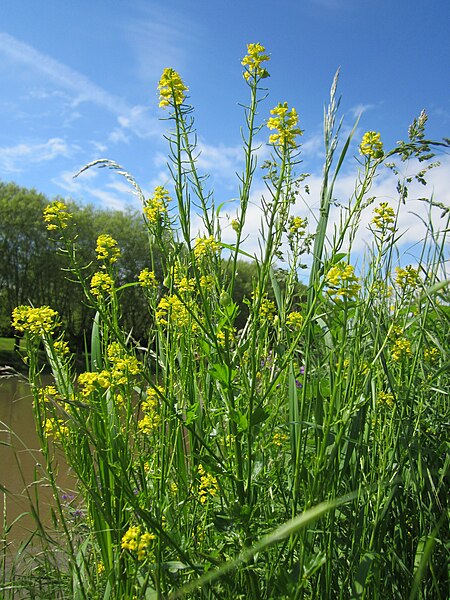 File:20130524Barbarea vulgaris1.jpg