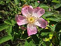 Rosa canina (Hunds-Rose)