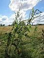 Rumex obtusifolius (Stumpfblättriger Ampfer)