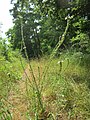 Verbena officinalis (Echtes Eisenkraut)