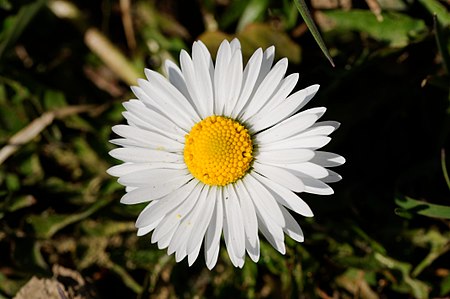 2014-03-10 12-32-15 Bellis-perennis.jpg