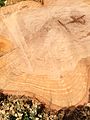 2014-05-17 11 36 25 Closer view of a stump left by a large Pin Oak infected by Bacterial Leaf Scorch in Ewing, New Jersey.JPG