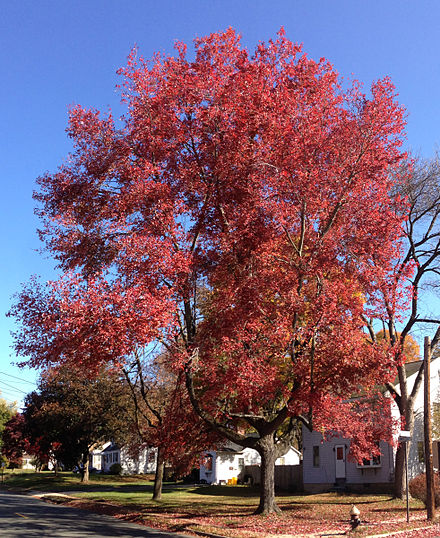 Красные деревья названия и фото. Клен красный Acer rubrum. Клён канадский краснолистный. Acer rubrum клен. Клен красный Брендивайн.