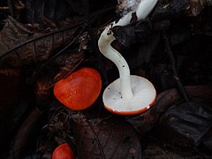 Leucopaxillus gracillimus: fotografijŏ