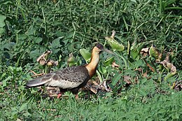 Ibis mandore, Pantanal, Brésil