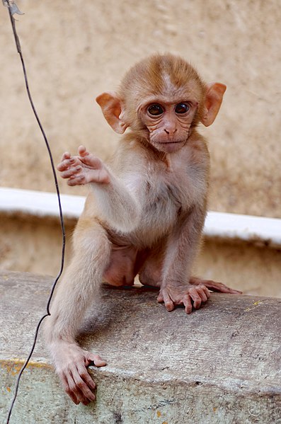 File:20160802 - Rhesus macaque - Mount Popa, Myanmar - 7065.jpg