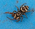 Zebraspringspinne - Salticus scenicus, Weibchen