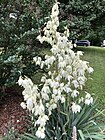 2019-06-12 07 56 27 Yucca flowers along Indale Court in the Franklin Farm section of Oak Hill, Fairfax County, Virginia.jpg