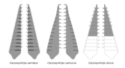 Thumbnail for Caryosyntrips
