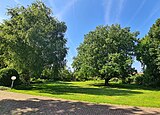 Solitaire bomen en gazon