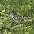 * Nomination Chipping Sparrow, Pleasant Valley Wildlife Sanctuary, Lenox, MA USA --Pdanese 02:19, 02 July 2024 (UTC) * Promotion Good quality. --XRay 03:19, 2 July 2024 (UTC)