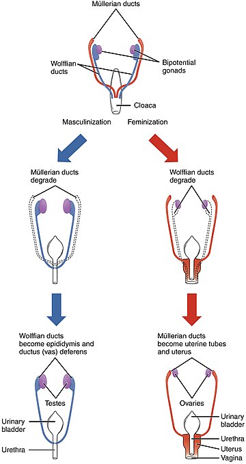 Sexual differentiation