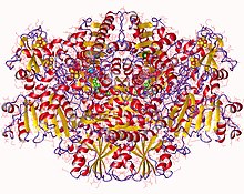 Modello tridimensionale dell'enzima