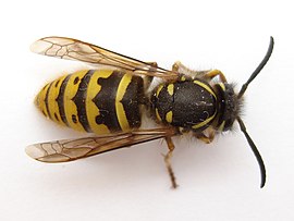 Geweune wespe (Vespula vulgaris)