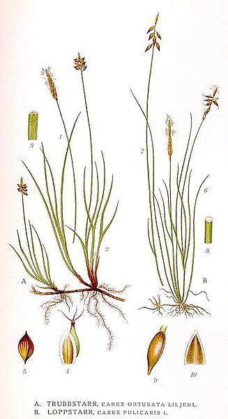 File:431 Carex obtusata, Carex pulicaris.jpg