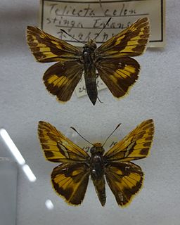 <i>Telicota colon</i> Species of butterfly