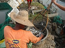 Harvesting blackchin tilapia in the Philippines 5798Isla Babatnin Malolos Bulacan Harvesting Fishes 28.jpg