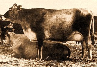 Australian Milking Zebu Breed of cattle