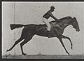 A galloping horse and rider. Plate 9 Wellcome L0038065.jpg
