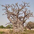 A_huge_Baobab_tree_in_the_heart_of_Kings_Village_in_the_Kumbungu_district_of_Ghana