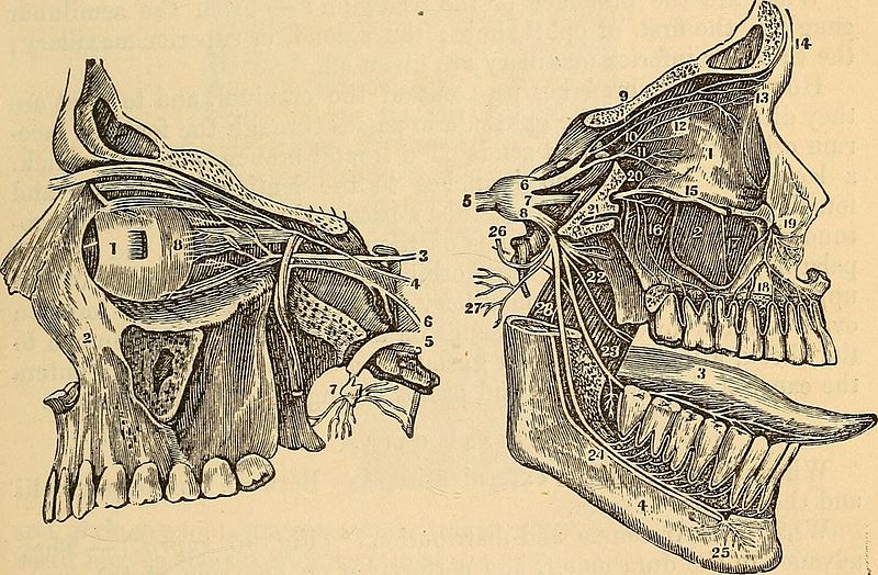 File:A manual of examinations - upon anatomy, physiology, surgery, practice of medicine, chemistry, obstetrics, materia medica, pharmacy and therapeutics, especially designed for students of medicine, to (14594360687).jpg